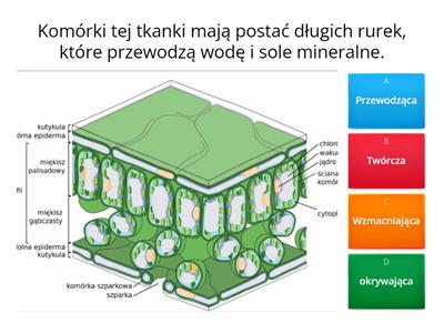 Tkanki i organy roślinne