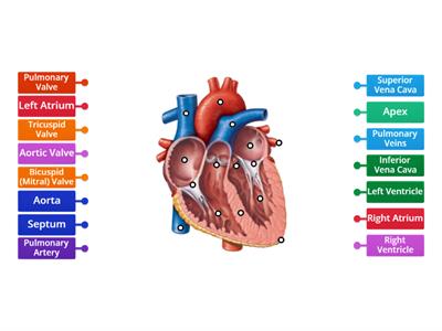 Heart Diagram