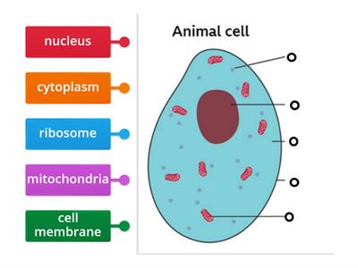 animal cell