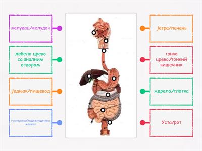 Органи за варење