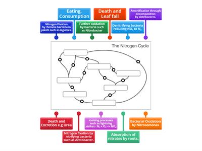 Nitrogen Cycle Process Arrows