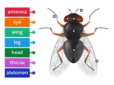 Insect Labels