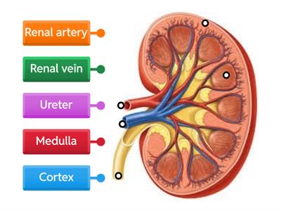 Kidney cross section structure NGS