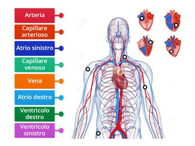 Circolatorio