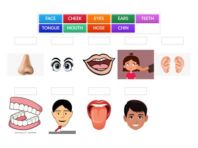 Head Parts - ESL Primary