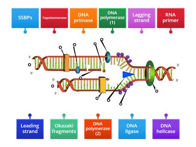 DNA Replication