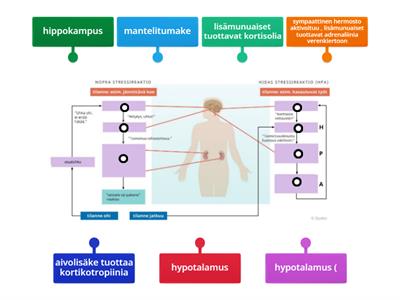 NOPEA/HIDAS STRESSIREAKTIO