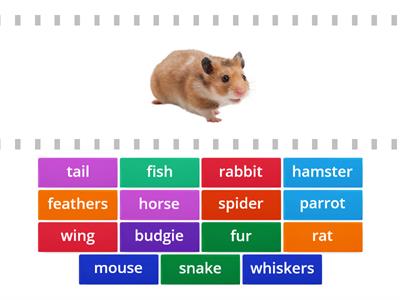 Pet vocabulary