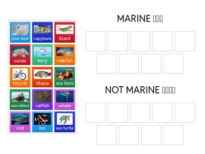 MARINE OR NOT MARINE