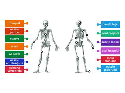 Temă - Scheletul uman