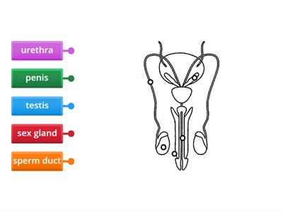 Male Reproductive System