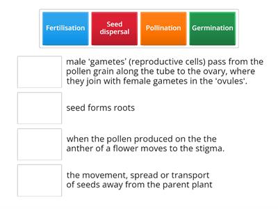 Life cycle of a flowering plant