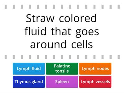 Structures of the Lymphatic System