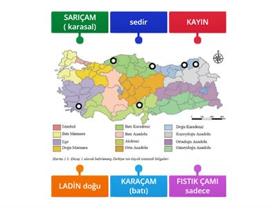 AĞAÇ TÜRLERİ DAĞILIŞI