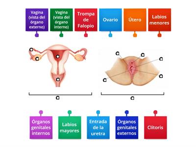 Anatomía del aparato reproductor femenino