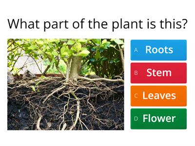 Parts of a Plant 