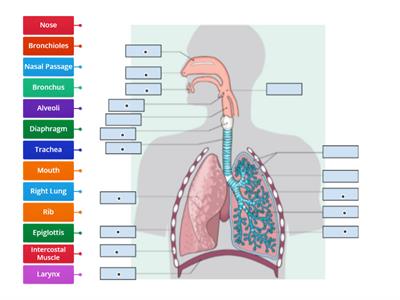 junior cert  Human Breathing System