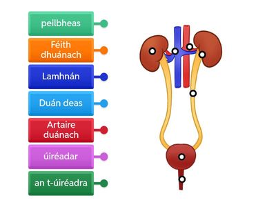 An córas Eisfheartha - lipéadaigh