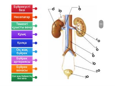 Сіз жыныстық қатынасты оятасыз
