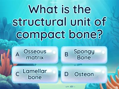 ANATOMY TEST