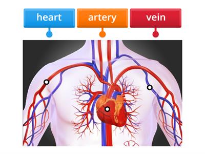 Let's label circulatory system 
