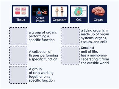 Levels of Organization