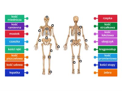 SZKIELET OSIOWY I SZKIELET KOŃCZYN