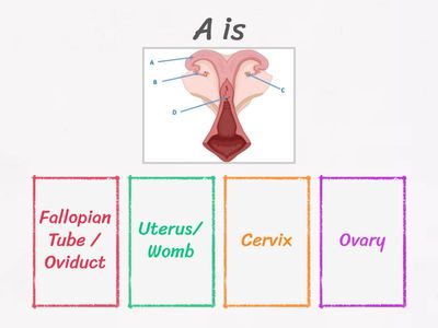Ruminant Reproductive System (Ewe)