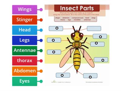 Parts of an Insect