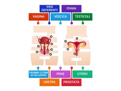 Apparato riproduttore