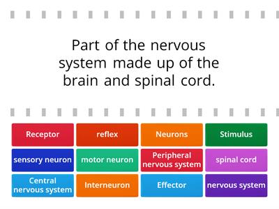 (Year 9) Nervous System