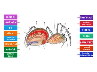 Stavba těla pavouka