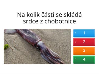 Kvíz hlavonožci