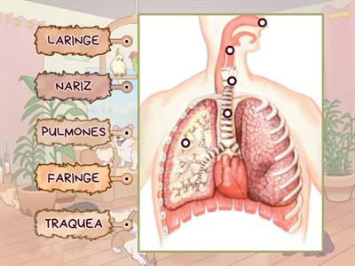 Sistema respiratorio 