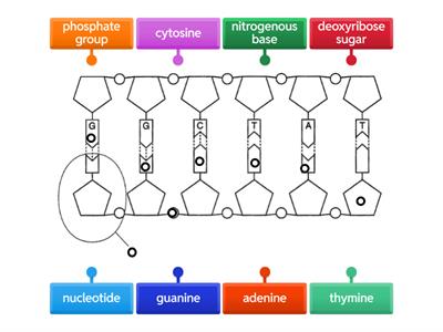 DNA Structure