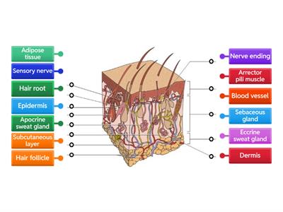 Skin diagram