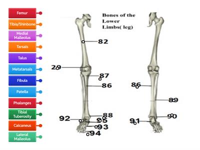 Leg labelling Skeletal System Anatomy and Physiology