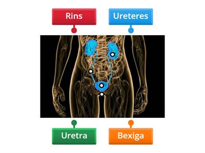Constituição do  Sistema Urinário