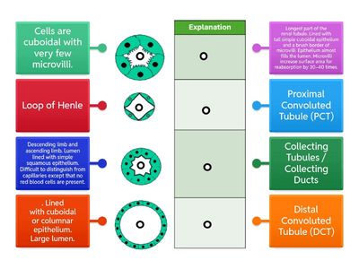 Nephron in cross section