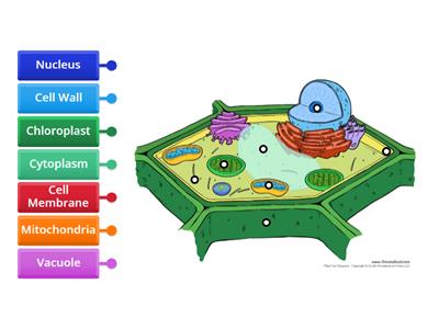 7th Grade Plant Cell - Label Organelles