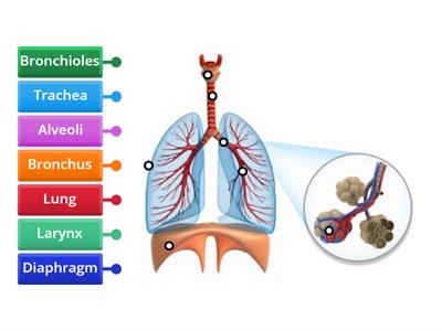 Respiratory System