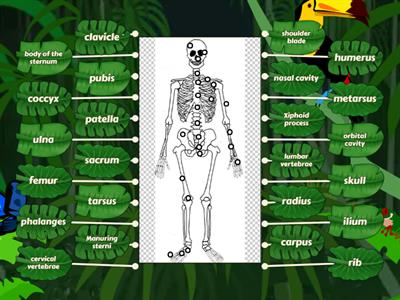 Skeletal System