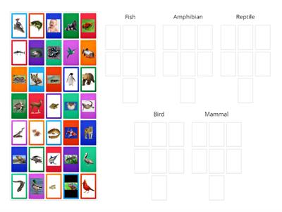 Animal Classification Group Sort