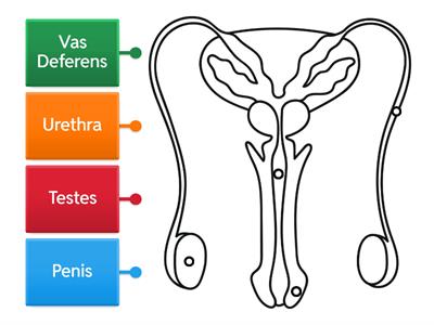 Male Reproductive System Diagram Labelling