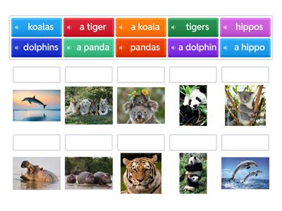 Singular - Plural: Wild Animals 2