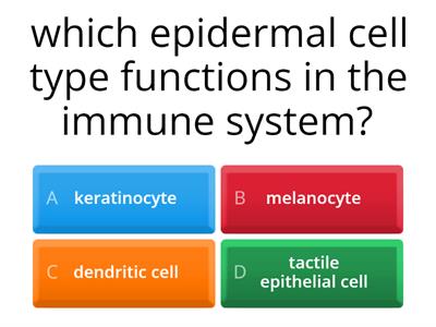 Integumentary System Review Questions 