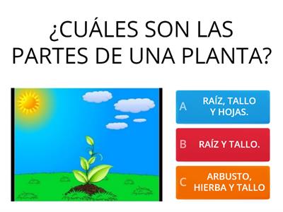 REPASO : PARTES DE LA PLANTA