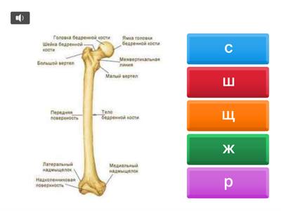 Сприймання на слух сшщжр