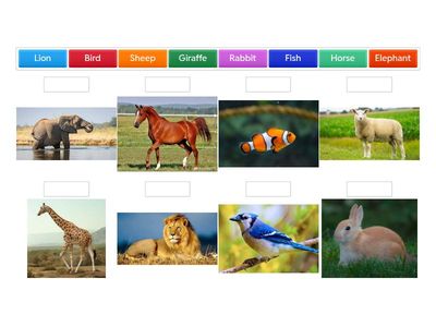 “English Vocabulary: Animals – Matching Pairs Activity”