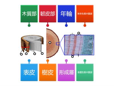 複製維管束與年輪(康軒版)